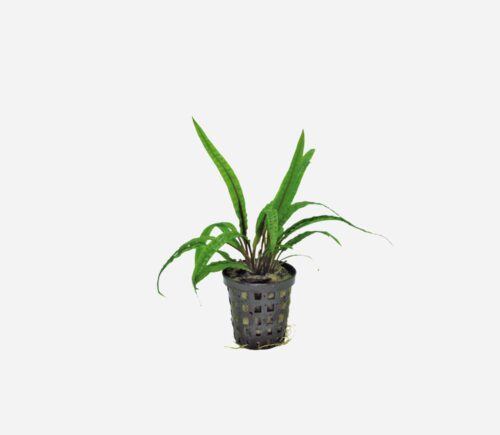 Cryptocoryne balansae