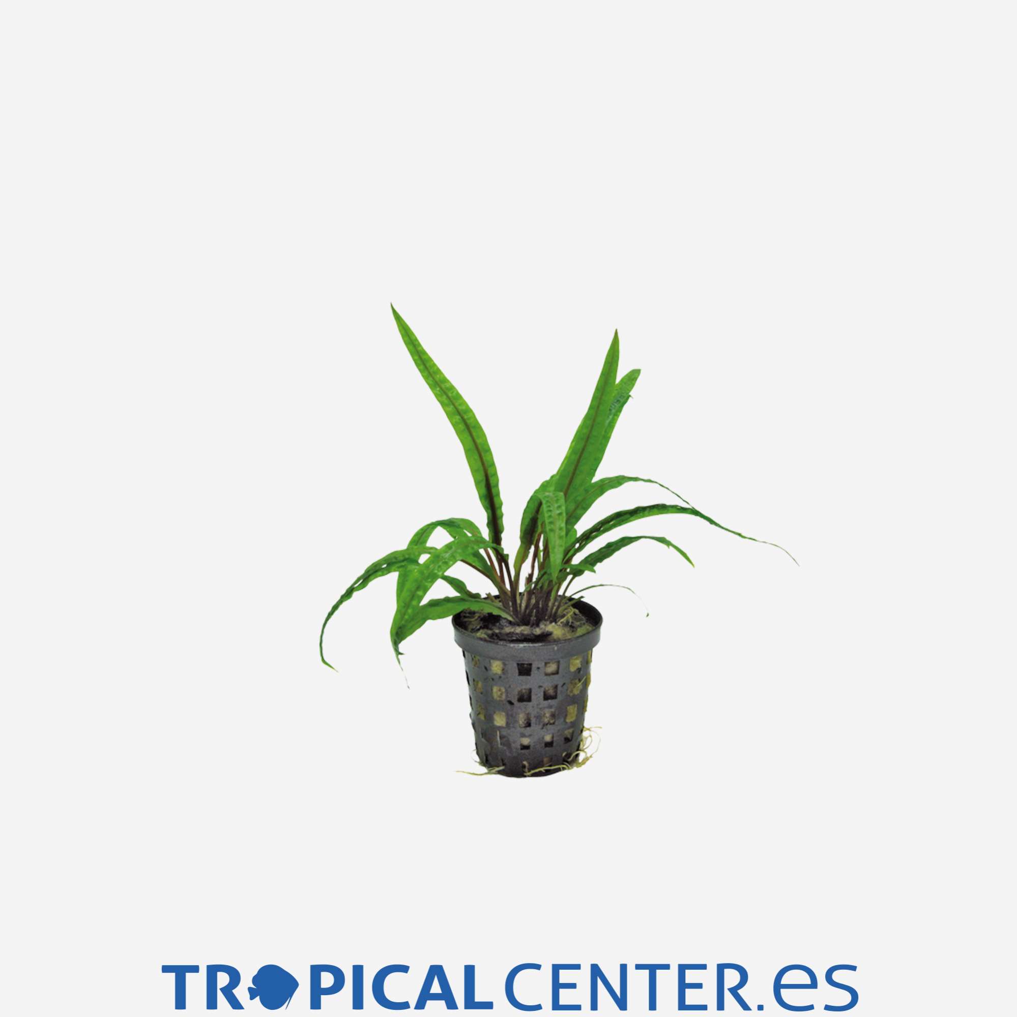 p041-cryptocoryne-balansae_temporal_2111.jpg