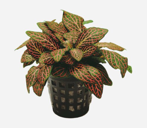Fittonia verschaffeltii Roja