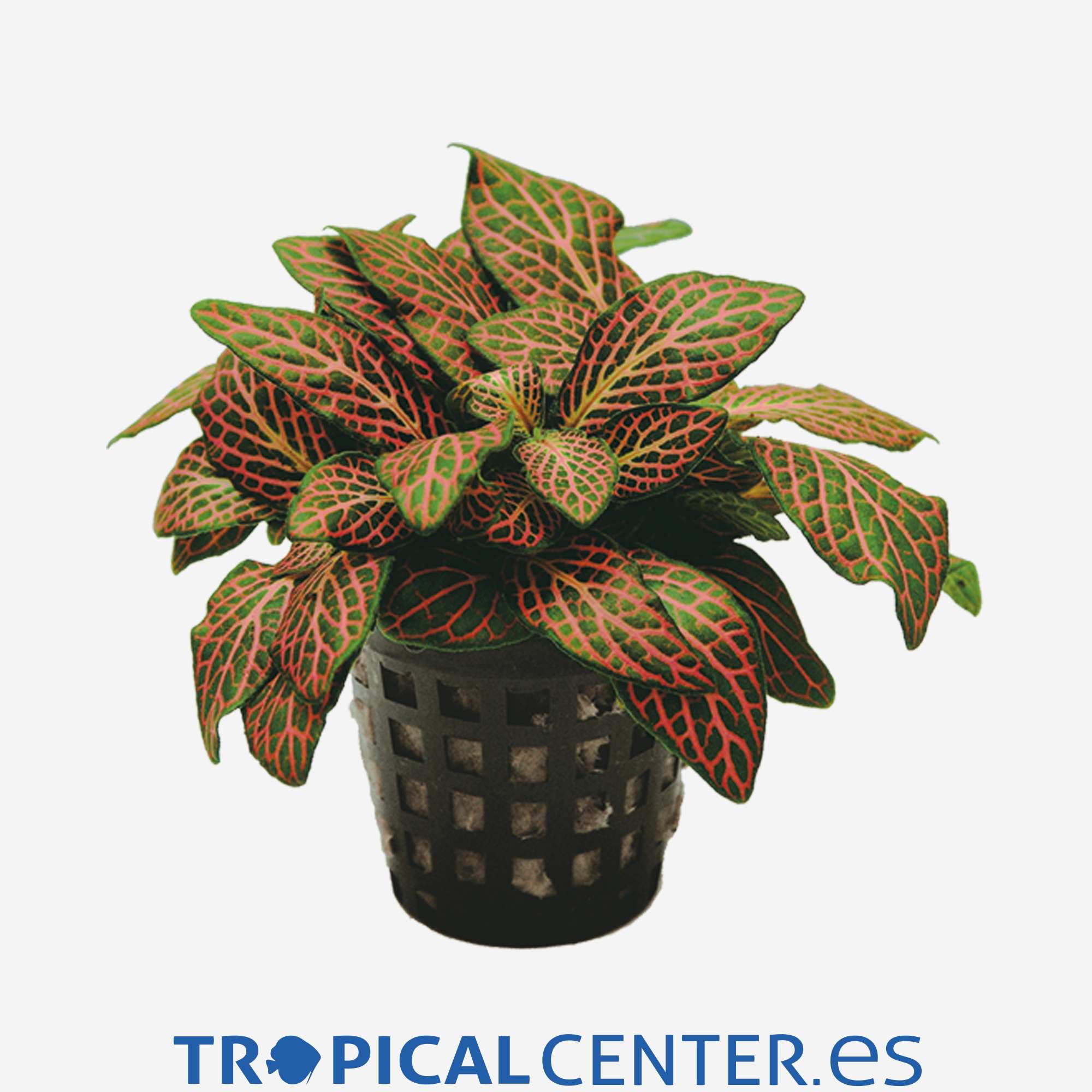 p086-fittonia-verschaffeltii-roja_general_4739.jpg p086-fittonia-verschaffeltii-roja_general_4739.jpg