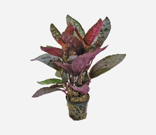 Hemigraphis colorata
