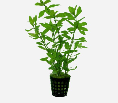 Hygrophila rosae australis