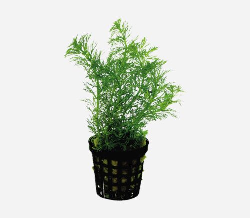 Limnophila heterophylla