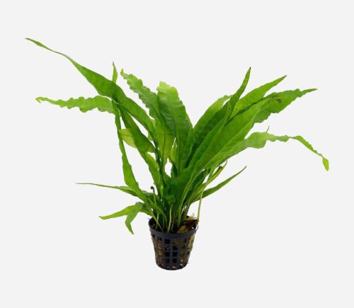 Microsorum pteropus