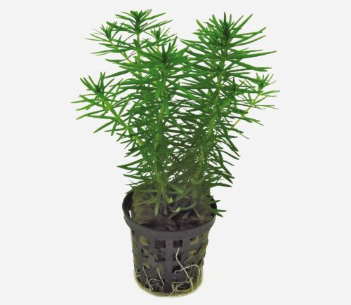 Pogostemon erectus