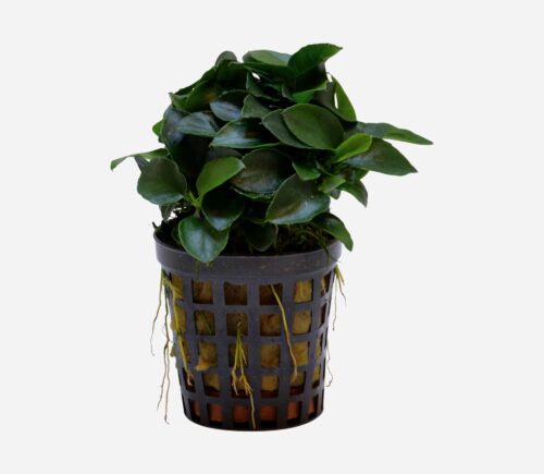 Anubias barteri var. nana bonzai