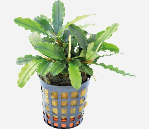 Bucephalandra theia Verde