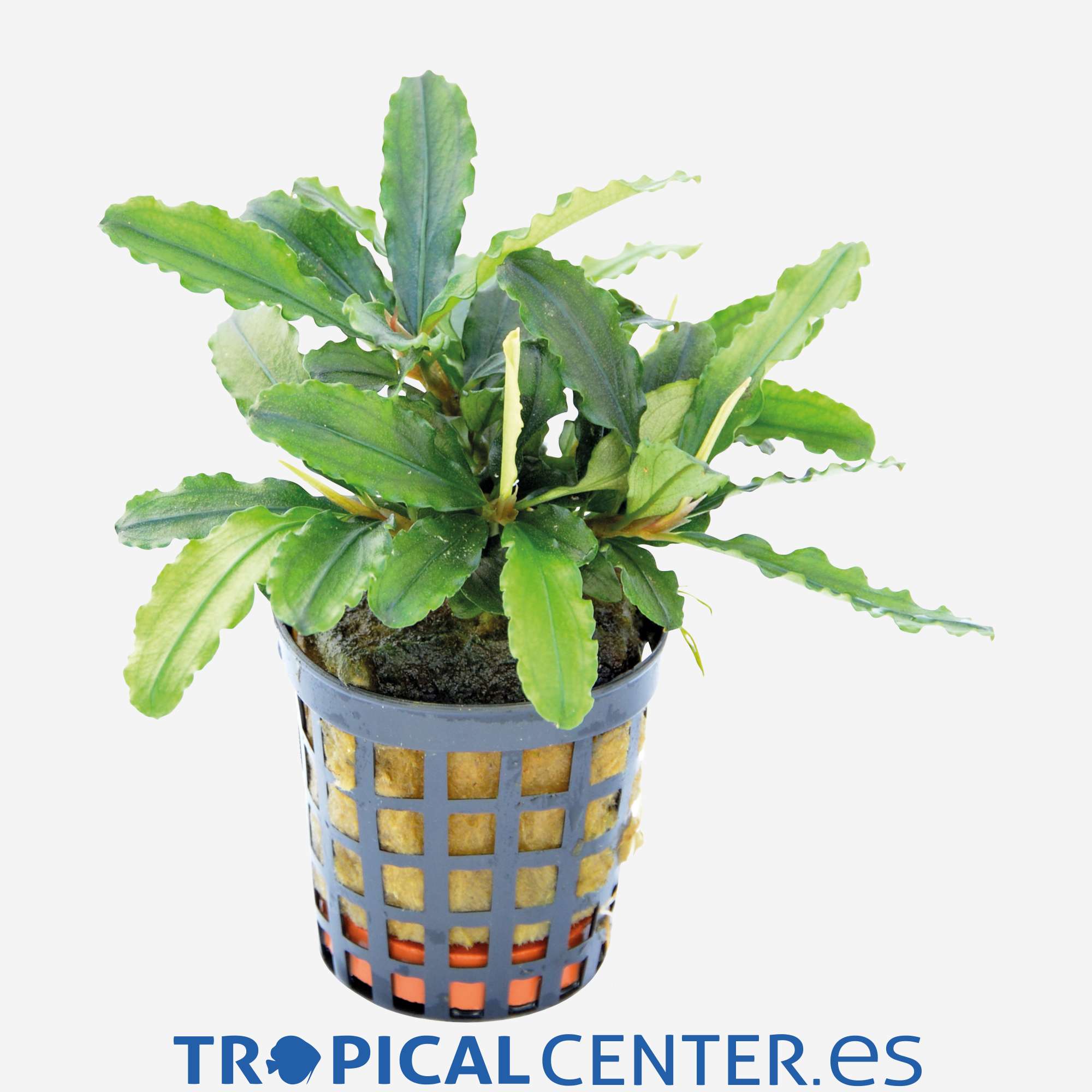 p212-bucephalandra-theia-verde_general_4062.jpg