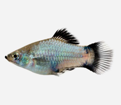 Platy Azul Wagtail