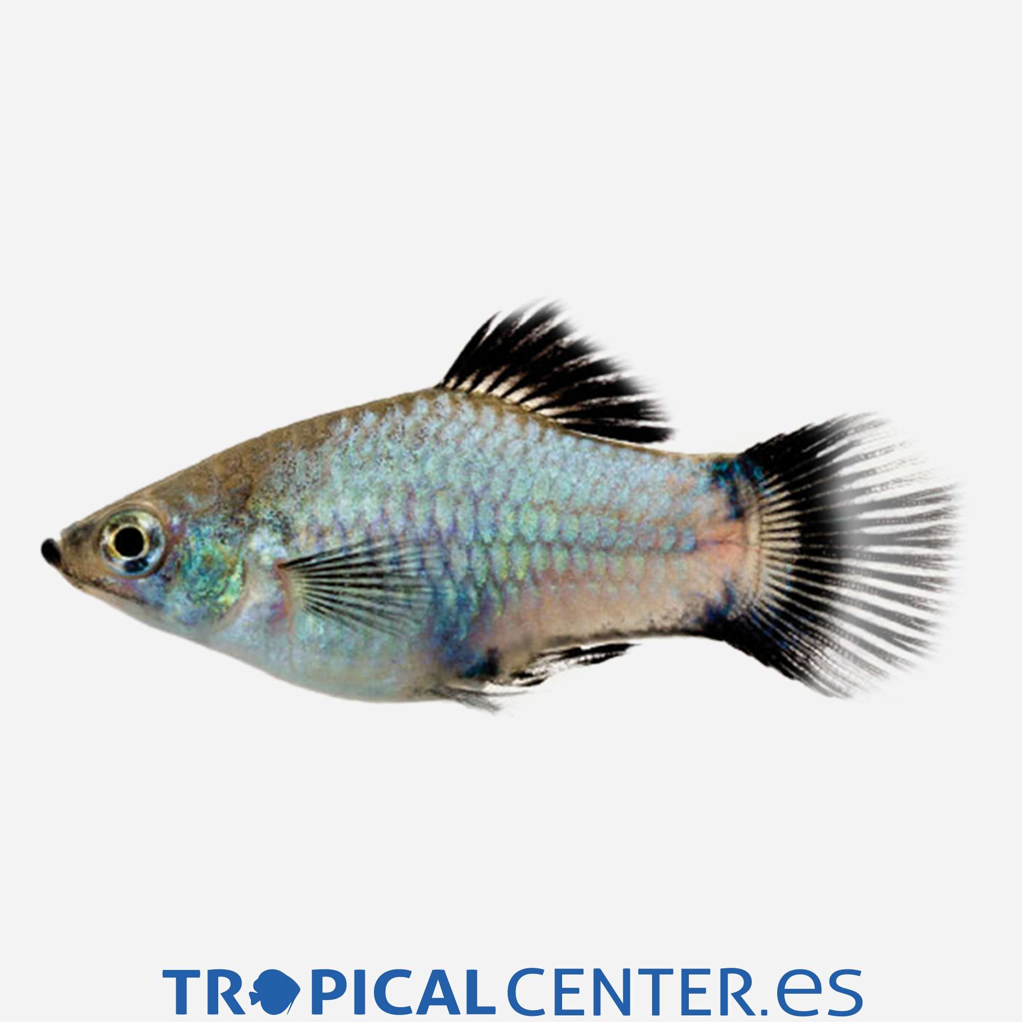 pl09-2-platy-azul-wagtail_general_3894.jpg pl09-2-platy-azul-wagtail_general_3894.jpg