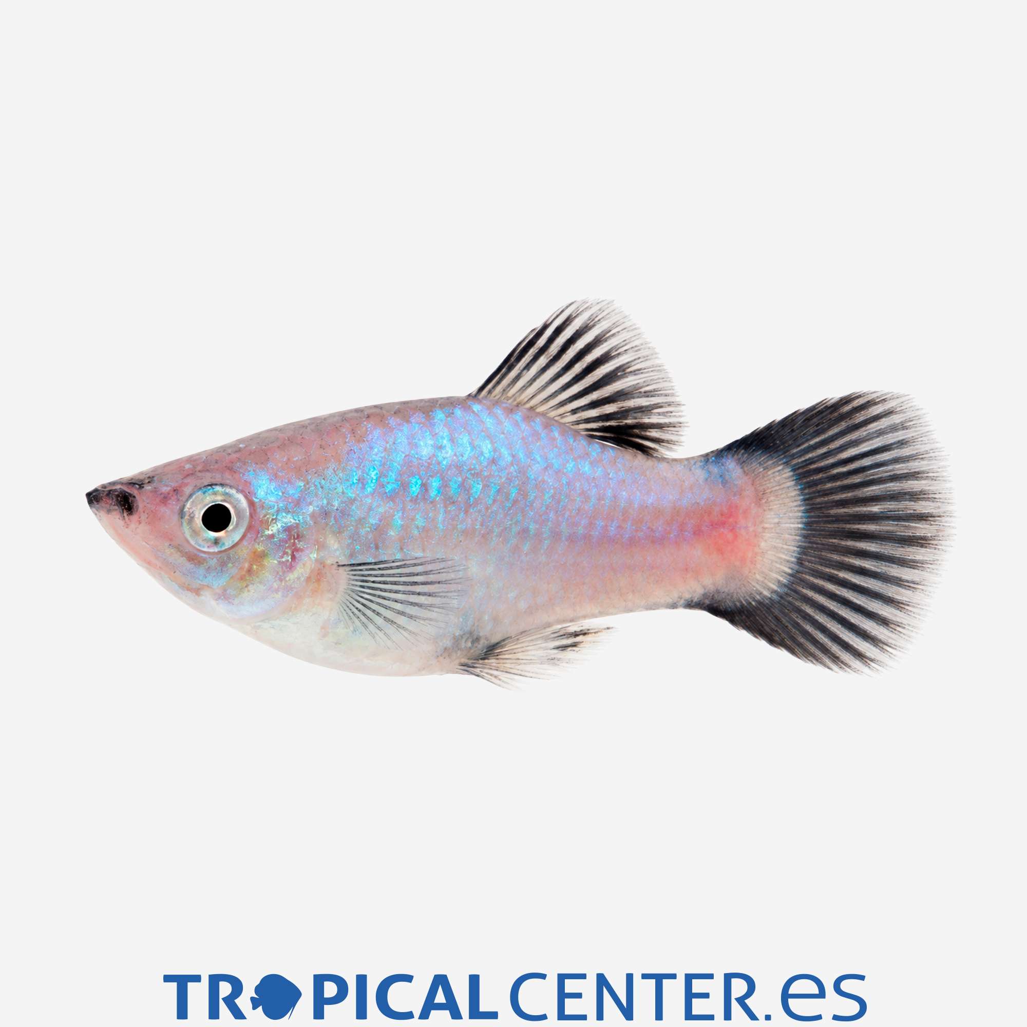 pl141-1-platy-neon-azul-wagtail_general_5952.jpg