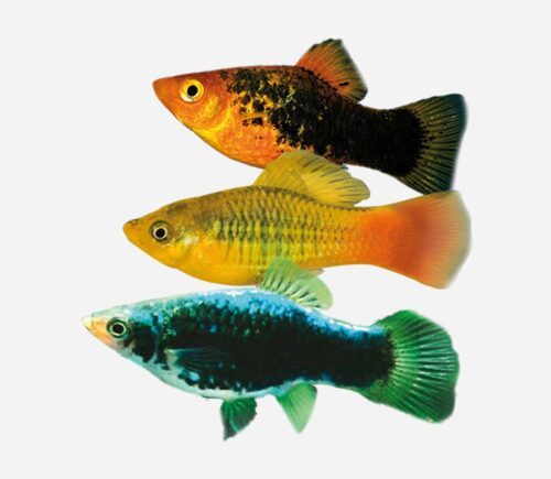 Platy variatus Surtido