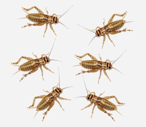 Microgrillos rubios