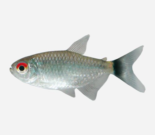 Tetra ojo rojo 💎HQF💎