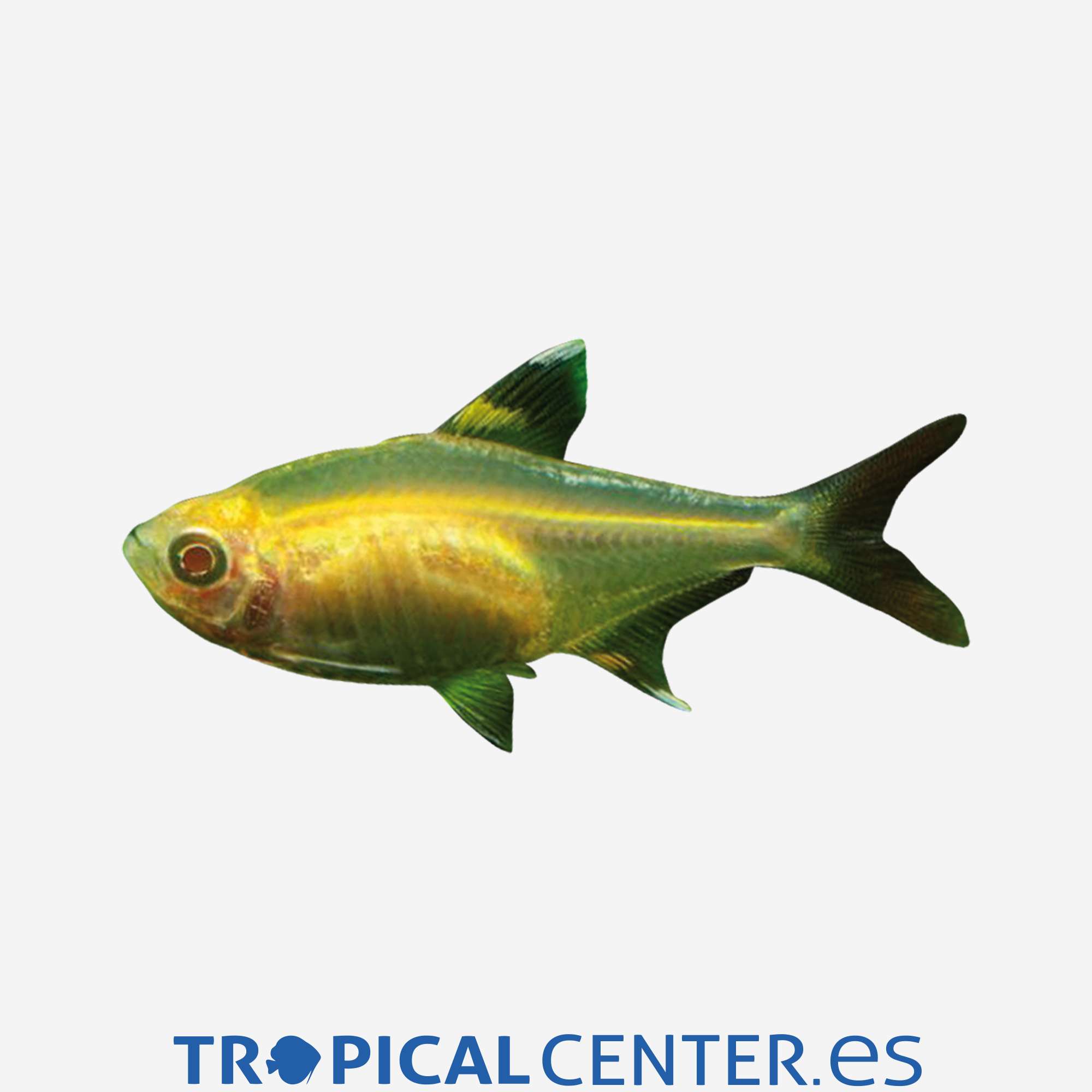 te35-1-pristella-albina_general_3947.jpg te35-1-pristella-albina_general_3947.jpg