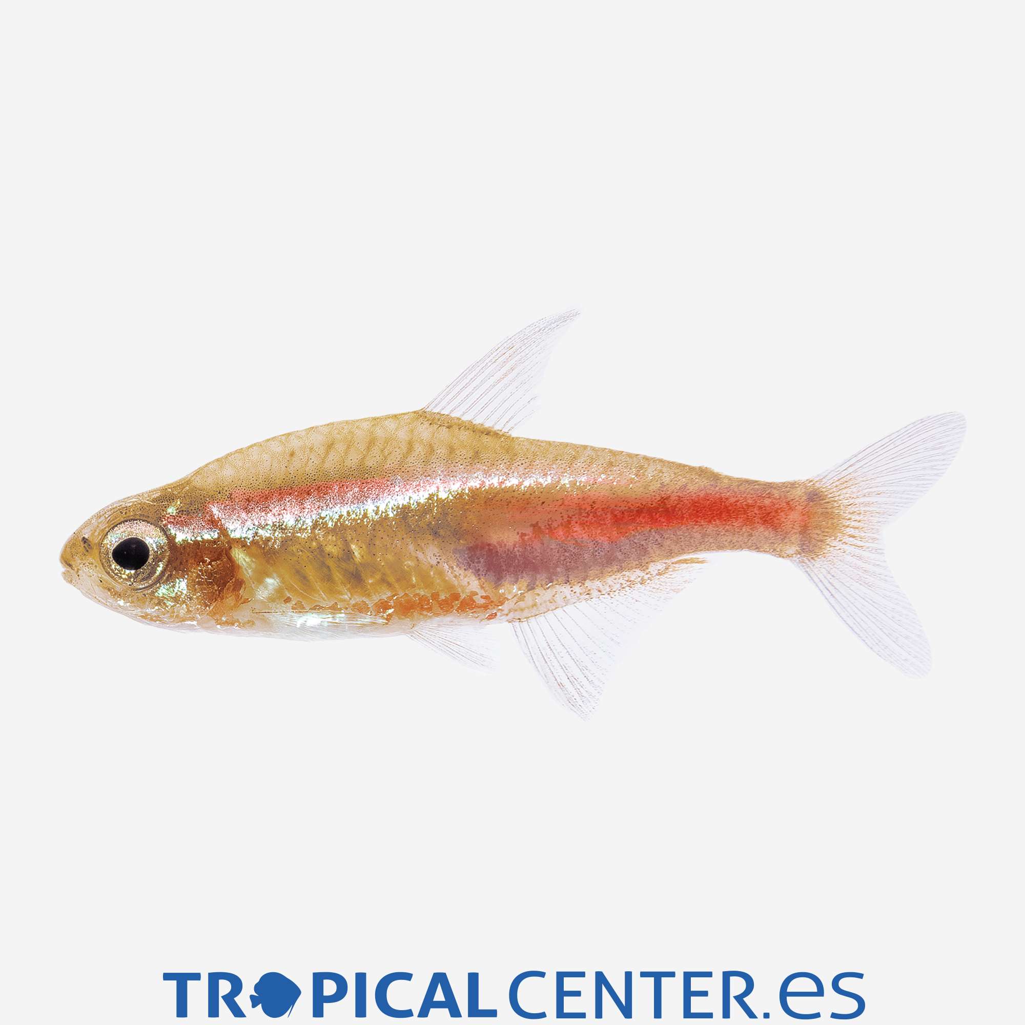 te98-02-neon-naranja-hqf_general_3969.jpg te98-02-neon-naranja-hqf_general_3969.jpg