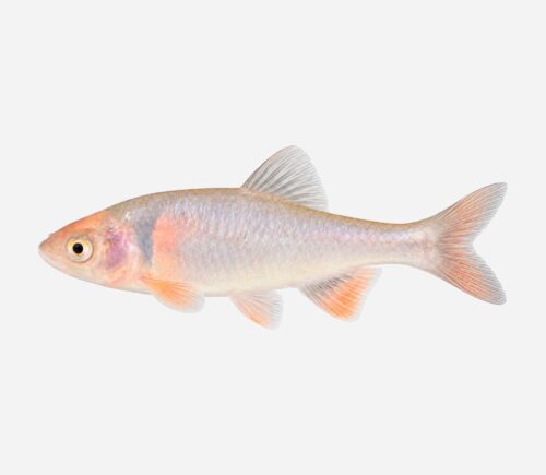 Cyprinella lutrensis Red shiner