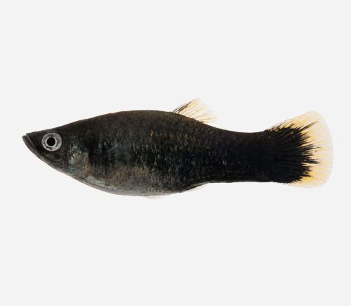 Xipho Negro